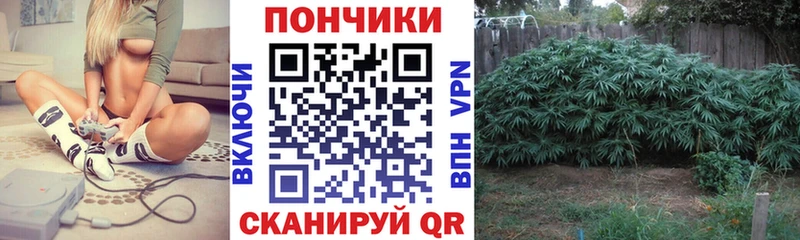 Марихуана семена  продажа наркотиков  Магас 